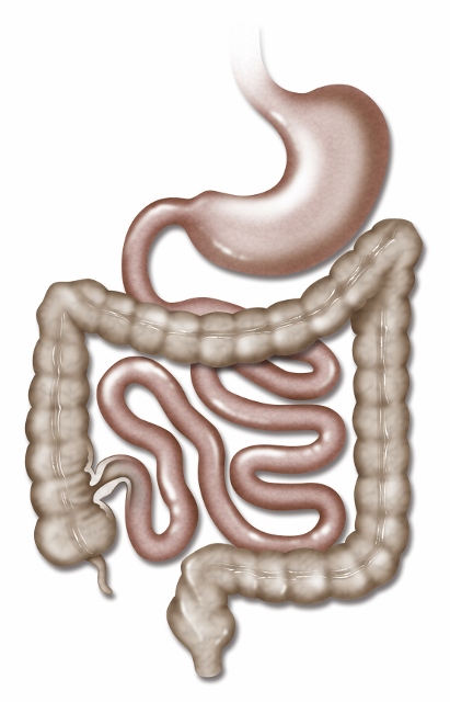 Stomach, Small Bowel, Large Bowel